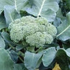 Heirloom Organic Calabrese Broccoli Seeds