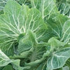 Heirloom Organic Early Hanover Kale Seeds
