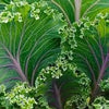 Heirloom Organic Red Russian Kale Seeds