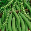Heirloom Organic Lincoln Homesteader Pea Seeds
