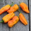 Heirloom Organic Orange Pepperoncini (Very Old Italian Pepper) Seeds