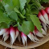 Heirloom Organic French Dressing Radish Seeds