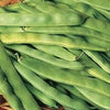 Heirloom Italian Garden Bush Bean Seeds