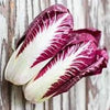 Heirloom Organic Early Treviso Radicchio Seeds
