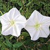 Heirloom Organic MoonFlower Vine Seeds