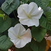 Heirloom Organic MoonFlower Vine Seeds