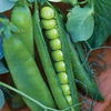 Heirloom Organic Easy Peasy Peas / English Pea Seeds