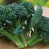 Organic Heirloom Sun King Broccoli Seeds