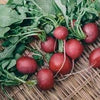 Organic Heirloom Crimson Giant Radish Seeds