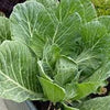 Heirloom Organic Vates Collards Seeds