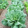 Heirloom Organic Vates Collards Seeds