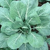 Heirloom Organic Vates Collards Seeds