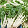 Organic Heirloom Large Ribbed Dark Green Swiss Chard Seeds