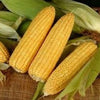 Heirloom Organic Golden Queen Corn Seeds