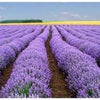 Heirloom Organic English Lavender Seeds