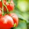 Heirloom Organic Heirloom Organic Tumbler Tomato Seeds (The Best Tomato On Earth For Hanging Baskets)