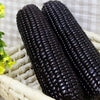 RARE  (NATIVE AMERICAN) Heirloom Organic Black Aztec Corn Seeds (Black Mexican Corn) Seeds