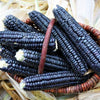 RARE  (NATIVE AMERICAN) Heirloom Organic Black Aztec Corn Seeds (Black Mexican Corn) Seeds