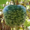 RARE Heirloom Organic Apple Gourd Seeds