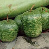 RARE Heirloom Organic Apple Gourd Seeds