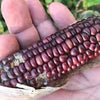 RARE Heirloom Organic Peruvian purple Corn Seeds (Maiz Morado or Incan Ceremonial Maiz)