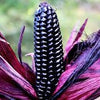 RARE Heirloom Organic Peruvian purple Corn Seeds (Maiz Morado or Incan Ceremonial Maiz)
