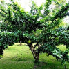 RARE Organic Heirloom Calabash Fruit Tree Seeds