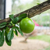 RARE Organic Heirloom Calabash Fruit Tree Seeds