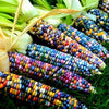 Heirloom Organic Indian Corn Seeds (Aka Glass Gem Corn)