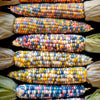 Heirloom Organic Indian Corn Seeds (Aka Glass Gem Corn)