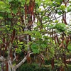 Rare Organic Carob Tree Seeds (Locust Bean Tree/ St. John's Bread Tree)