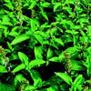 Organic Heirloom Spicy Globe Basil Seeds