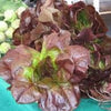 Organic Heirloom Prizehead Lettuce Seeds