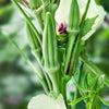 Heirloom Organic Clemson Spineless Okra Seeds