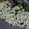 Heirloom Organic Allysum Carpet of Flowers Seeds (Butterfly Attracting Scented Ground Cover)
