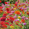 Organic Heirloom State Fair Zinnia Flower Seed Mix