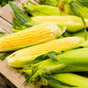 Organic Heirloom Early Golden Bantam Sweet Corn Seeds