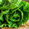 Organic Heirloom Little Caesar Lettuce Seeds