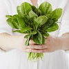 Organic Heirloom Palco Spinach Seeds