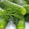 Organic Heirloom Poinsett 76 Cucumber Seeds