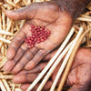 SUPER RARE ENDANGERED Torkuviahe Bean Seeds **Endangered plant species**