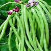 RARE ENDANGERED Cynthia Bean (COWPEA) Seeds Extremely Rare Endangered Plant Species