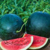 Organic Heirloom Blacktail Mountain Watermelon Seeds