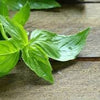Heirloom Organic Lemon Basil Seeds