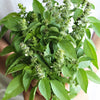 Heirloom Organic Lemon Basil Seeds