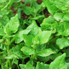 Heirloom Organic New Zealand Spinach Seeds