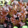 Heirloom Organic 8 Lettuce Salad Bowl Seeds