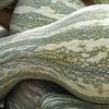 Heirloom Organic Green Striped Cushaw Pumpkin Seeds