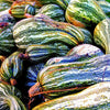 Heirloom Organic Green Striped Cushaw Pumpkin Seeds