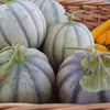 RARE HEIRLOOM Organic Charentais Melon Seeds (Aka French Cantaloupe)